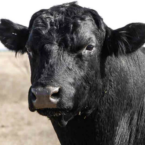Angus
