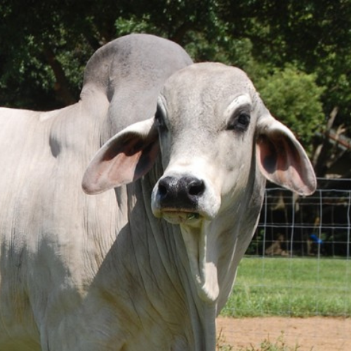 Brahman