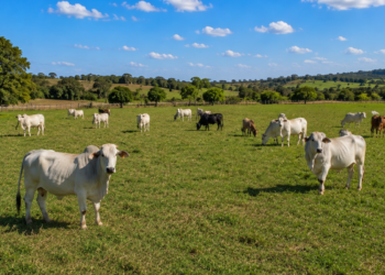 Com 20 hectares você já pode começar uma criação com até 30 bois de corte