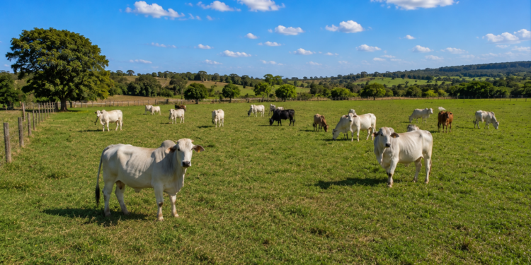 Com 20 hectares você já pode começar uma criação com até 30 bois de corte