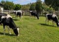 Com 5 hectares você já pode começar uma pequena pecuária leiteira com até 10 vacas em lactação