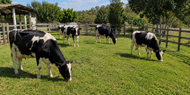 Com 5 hectares você já pode começar uma pequena pecuária leiteira com até 10 vacas em lactação