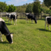 Com 5 hectares você já pode começar uma pequena pecuária leiteira com até 10 vacas em lactação