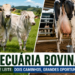 Pecuária de Corte ou Pecuária Leiteira: Entenda as diferenças Antes de Investir