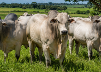 Planejamento para Entrar na Pecuária Bovina: Tudo o que você precisa saber