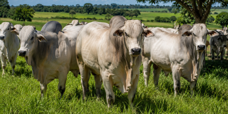 Planejamento para Entrar na Pecuária Bovina: Tudo o que você precisa saber