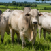 Planejamento para Entrar na Pecuária Bovina: Tudo o que você precisa saber
