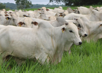 Preço do boi gordo avança com oferta restrita e frigoríficos elevam propostas pela arroba