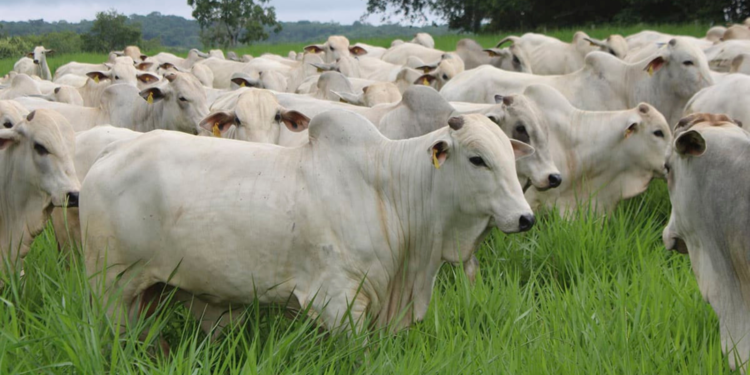 Preço do boi gordo avança com oferta restrita e frigoríficos elevam propostas pela arroba