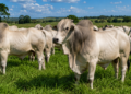 Vale a pena investir na Pecuária Bovina? Veja as vantagens, riscos e custos
