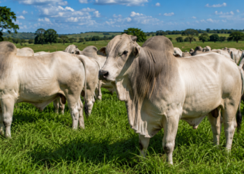 Vale a pena investir na Pecuária Bovina? Veja as vantagens, riscos e custos