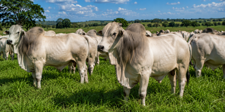 Vale a pena investir na Pecuária Bovina? Veja as vantagens, riscos e custos